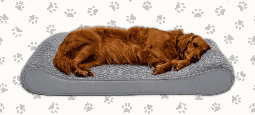 Top Orthopedic Dog Beds for Comfort & Joint Health