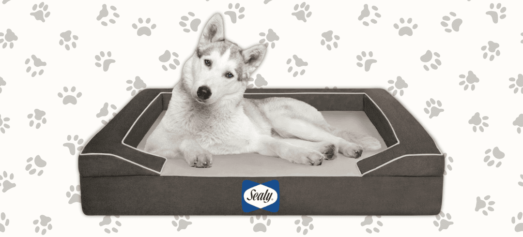 Top Orthopedic Dog Beds for Comfort & Joint Health