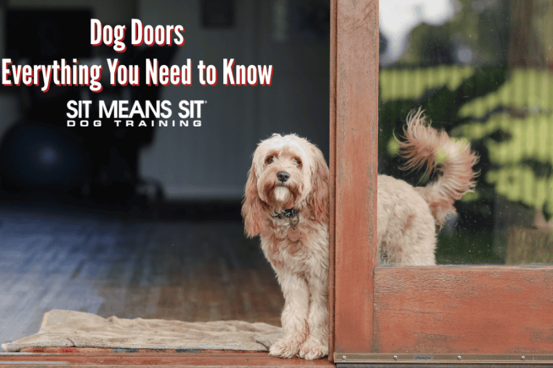 Dog Doors: everything you need to know
