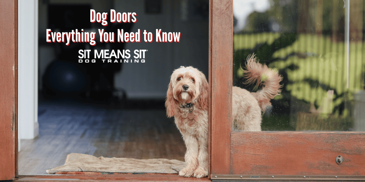 Dog Doors: everything you need to know