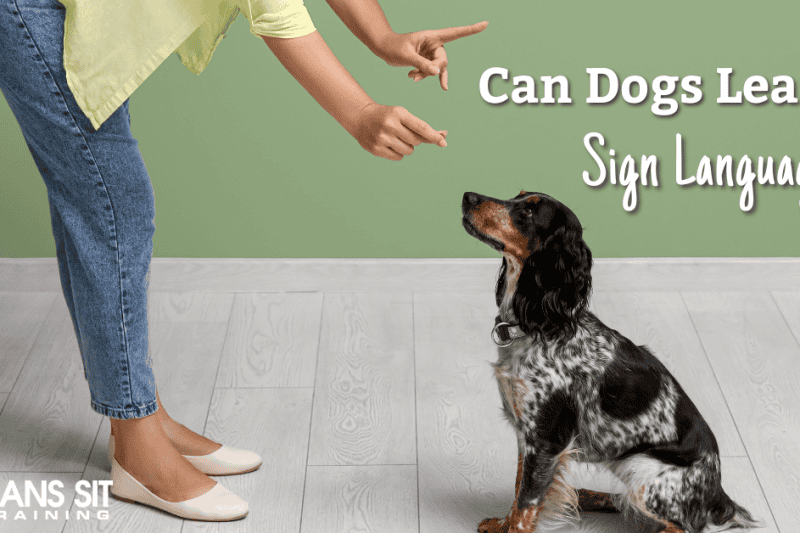 Can Dogs Learn Sign Language?