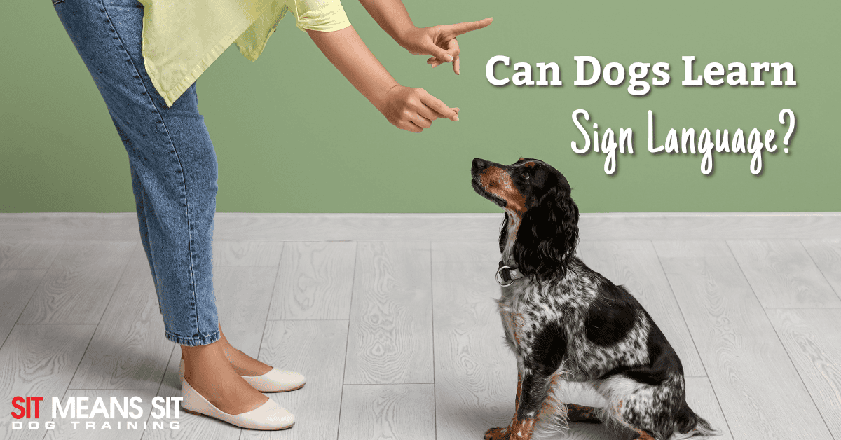 Can Dogs Learn Sign Language?