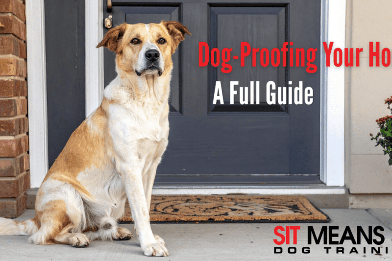 Dog-Proofing Your Home: A Full Guide