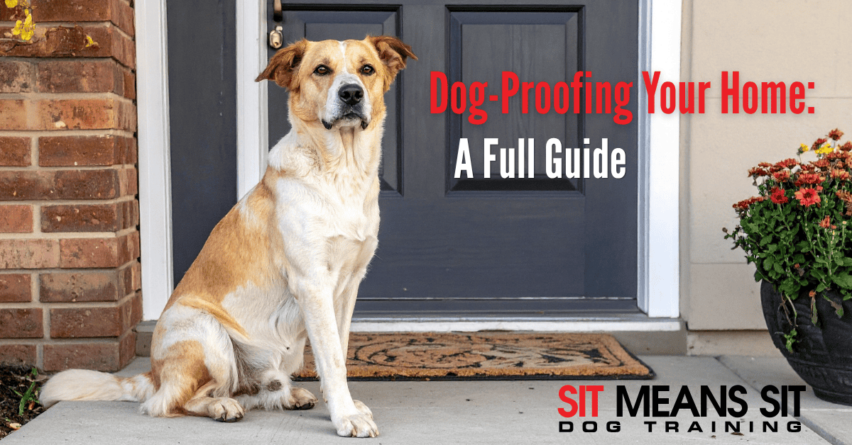 Dog-Proofing Your Home: A Full Guide