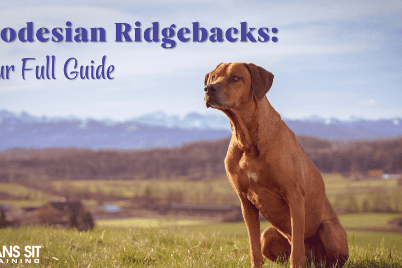 Everything You Need to Know About the Rhodesian Ridgeback