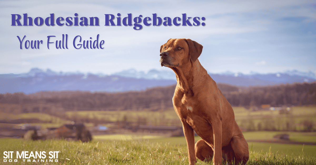 Everything You Need to Know About the Rhodesian Ridgeback