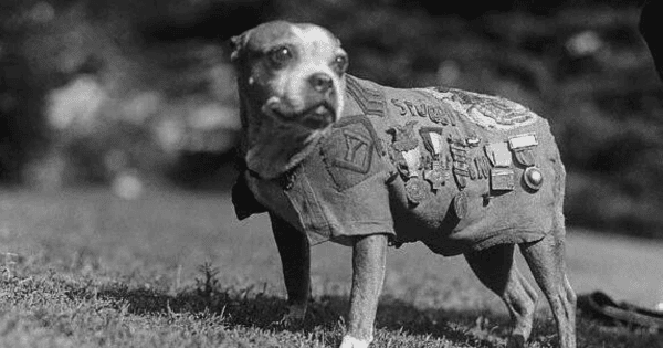 Historical Hounds: Dogs that Made the History Book