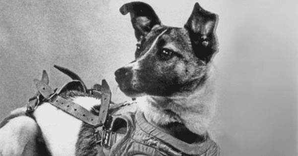 Historical Hounds: Dogs that Made the History Books