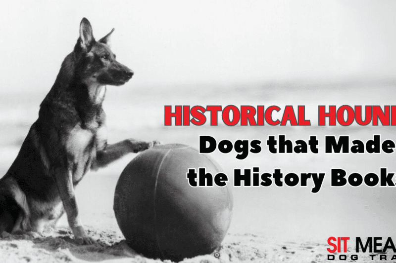 Historical Hounds: Dogs that Made the History Books