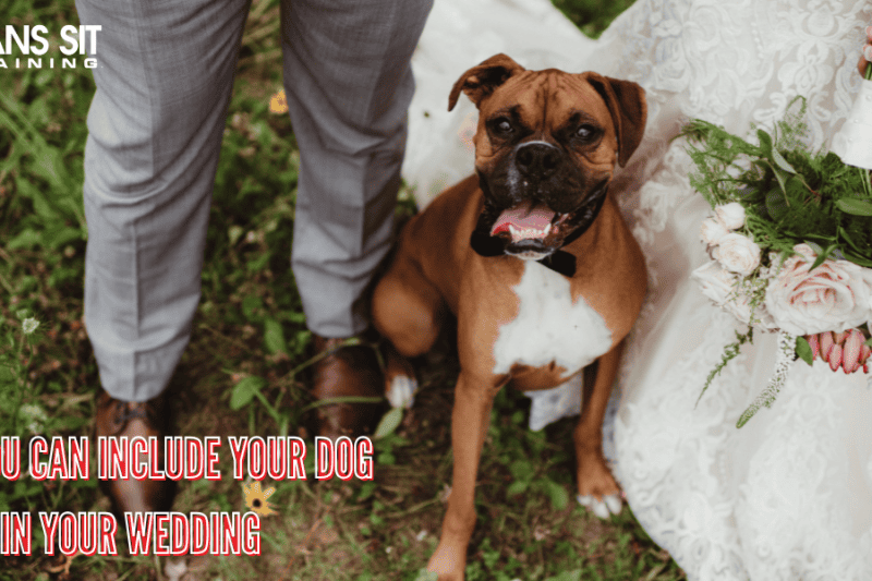 How You Can Include Your Dog in Your Wedding