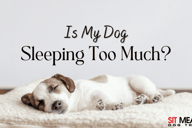 Is My Dog Sleeping Too Much?