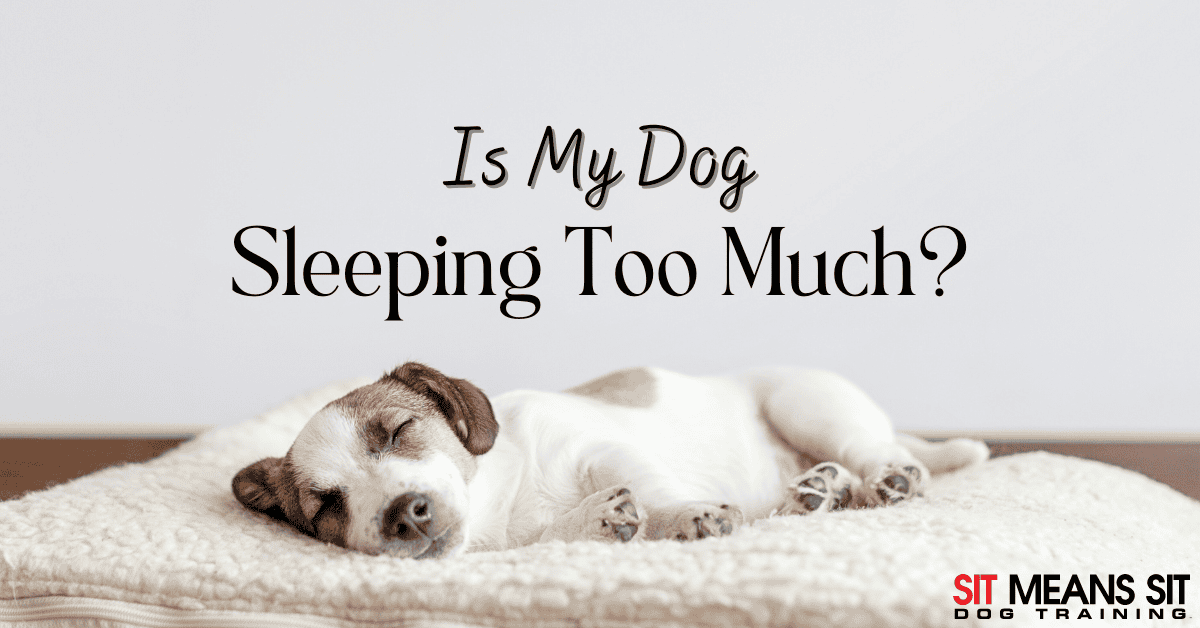 Is My Dog Sleeping Too Much?