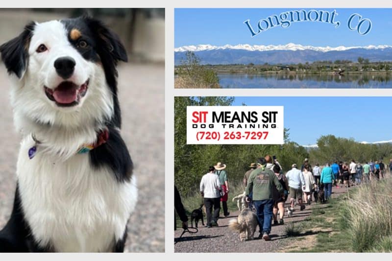 Start the New Year with Dog Training!