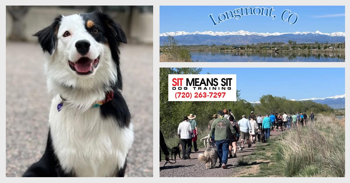 Start the New Year with Dog Training!