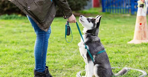 Puppy Classes at Sit Means Sit Longmont