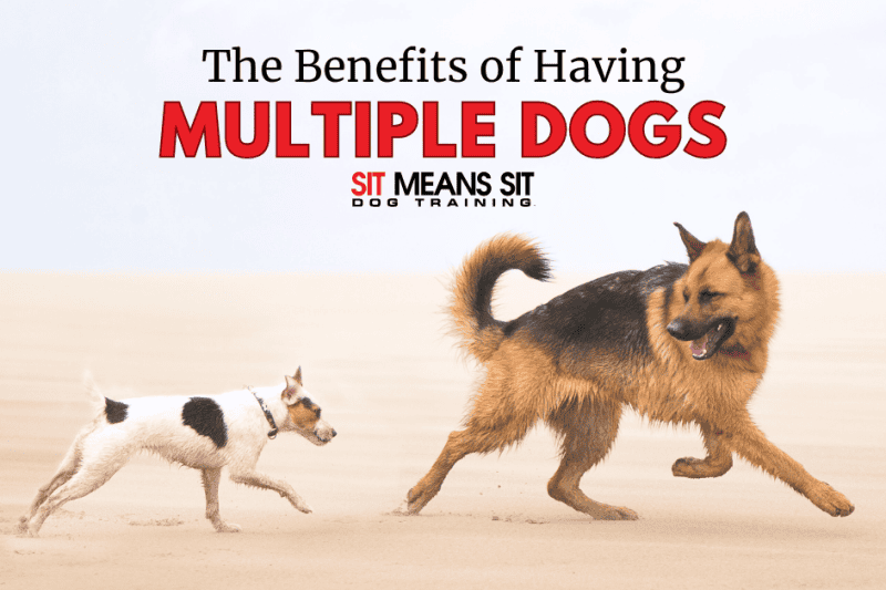 The Benefits of Having More Than One Dog