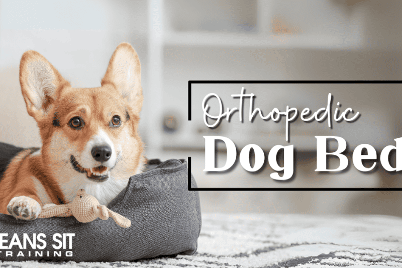 Top Orthopedic Dog Beds for Comfort and Joint Health