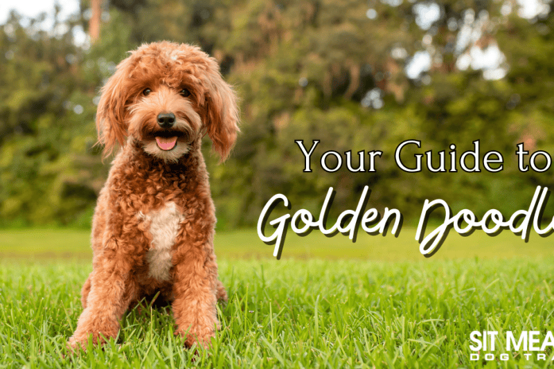 Your Complete Guide on Golden Doodles