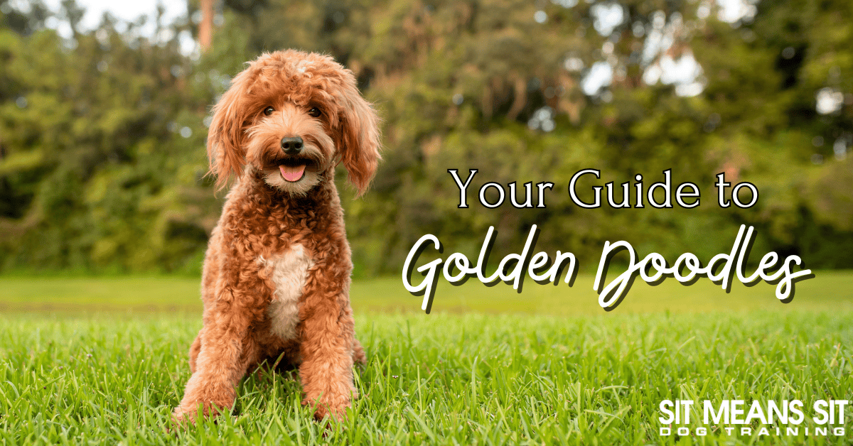 Your Complete Guide on Golden Doodles